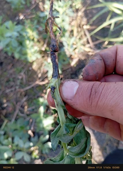 ممكن التشخيص والعلاج لو تكرمتم فول اسباني عمر 50يوم